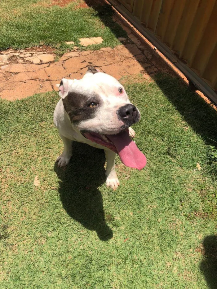 Cachorro ra a Pit-Bull idade 4 anos nome Ozzy