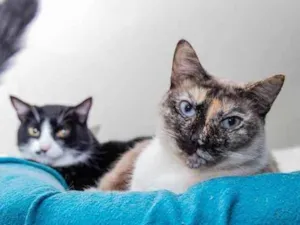 Gato raça SRD-ViraLata idade 3 anos nome Marianne