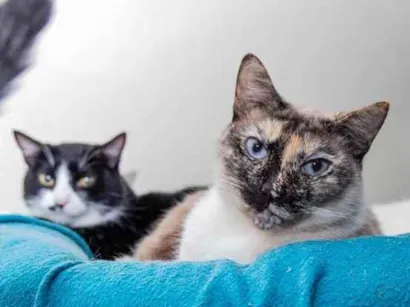 Gato raça SRD-ViraLata idade 3 anos nome Marianne
