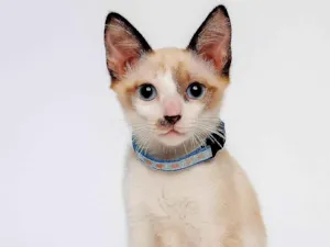 Gato raça SRD-ViraLata idade 2 a 6 meses nome Blue