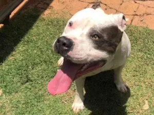 Cachorro raça Pit-Bull idade 4 anos nome Ozzy