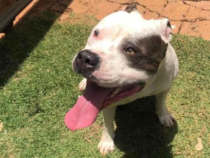Cachorro ra a Pit-Bull idade 4 anos nome Ozzy