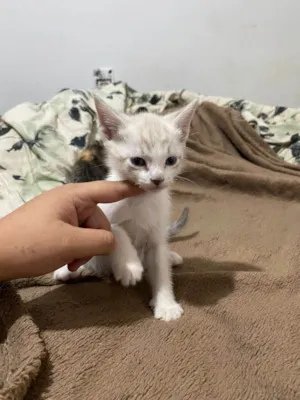 Gato raça SRD-ViraLata idade Abaixo de 2 meses nome Zezinho