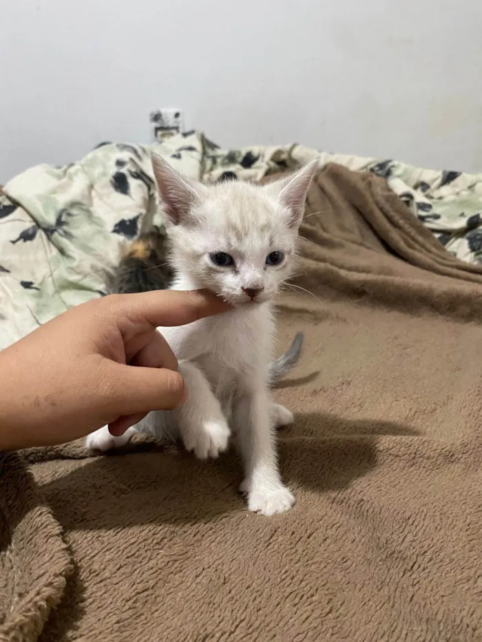 Gato ra a SRD-ViraLata idade Abaixo de 2 meses nome Zezinho
