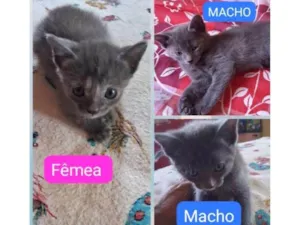 Gato raça SRD-ViraLata idade 2 a 6 meses nome Não possui.