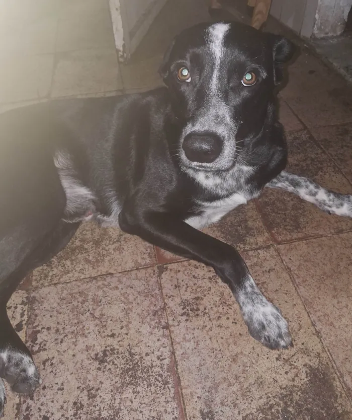 Cachorro ra a SRD-ViraLata idade 1 ano nome Loki