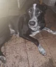 Loki