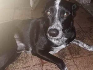 Cachorro raça SRD-ViraLata idade 1 ano nome Loki