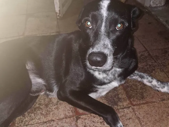 Cachorro ra a SRD-ViraLata idade 1 ano nome Loki