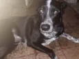 Loki