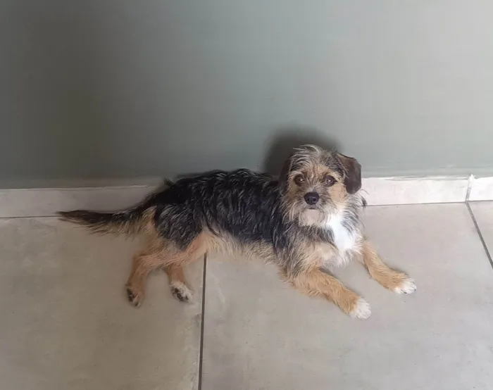 Cachorro ra a Shitzu idade 1 ano nome Preta