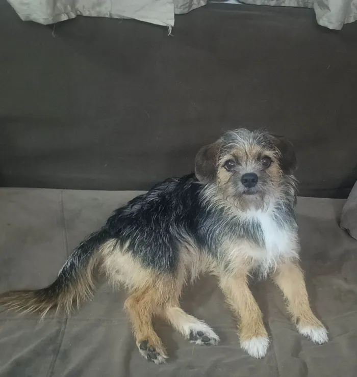 Cachorro ra a Shitzu idade 1 ano nome Preta