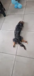 Preta