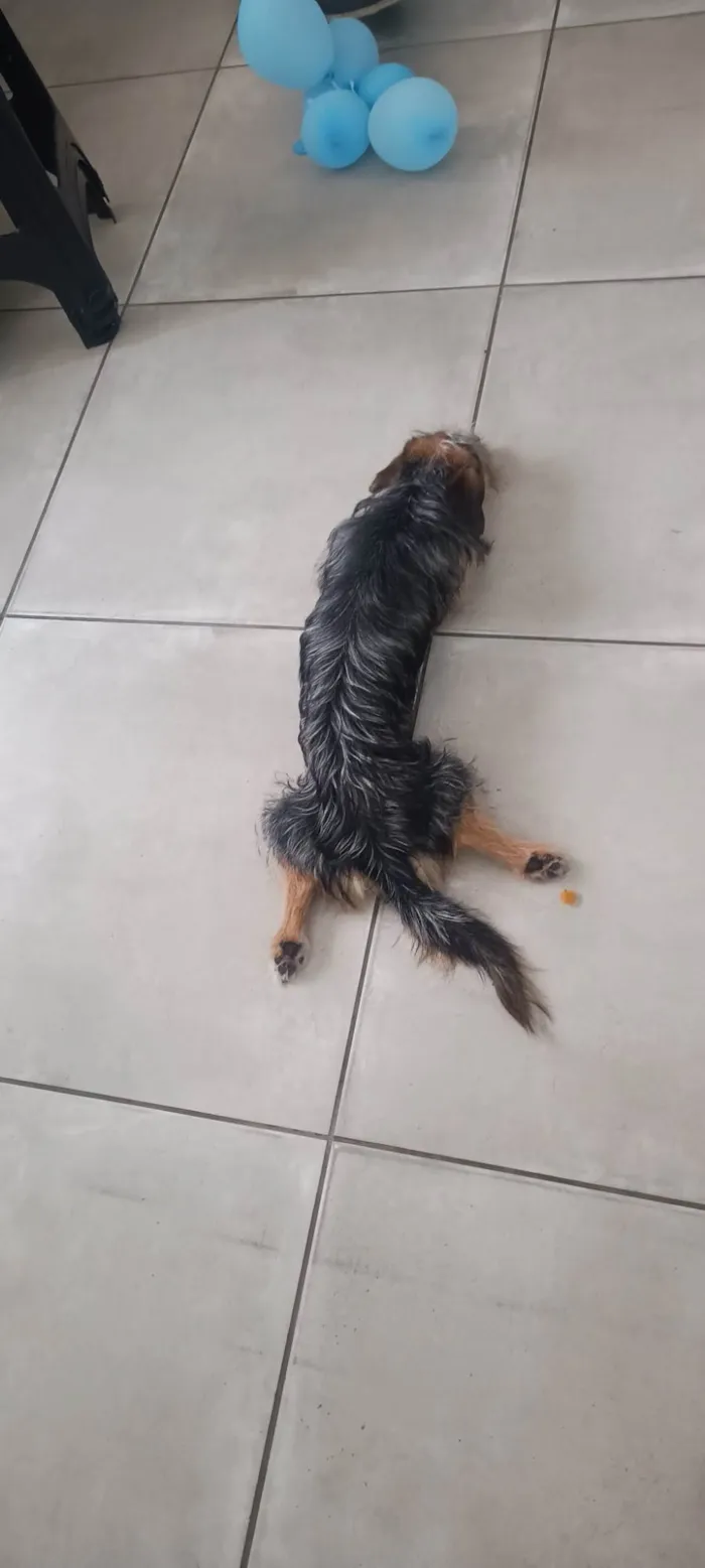 Cachorro ra a Shitzu idade 1 ano nome Preta