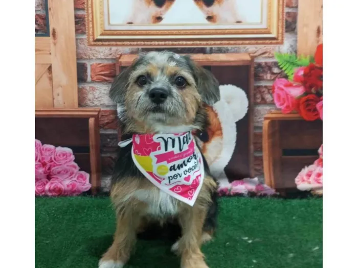 Cachorro ra a Shitzu idade 1 ano nome Preta