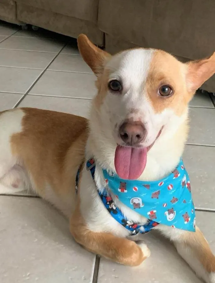 Cachorro ra a SRD-ViraLata idade 1 ano nome Doby