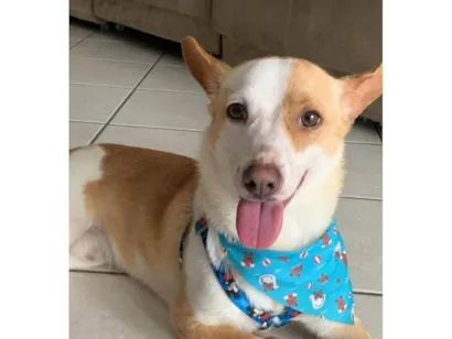 Cachorro raça SRD-ViraLata idade 1 ano nome Doby