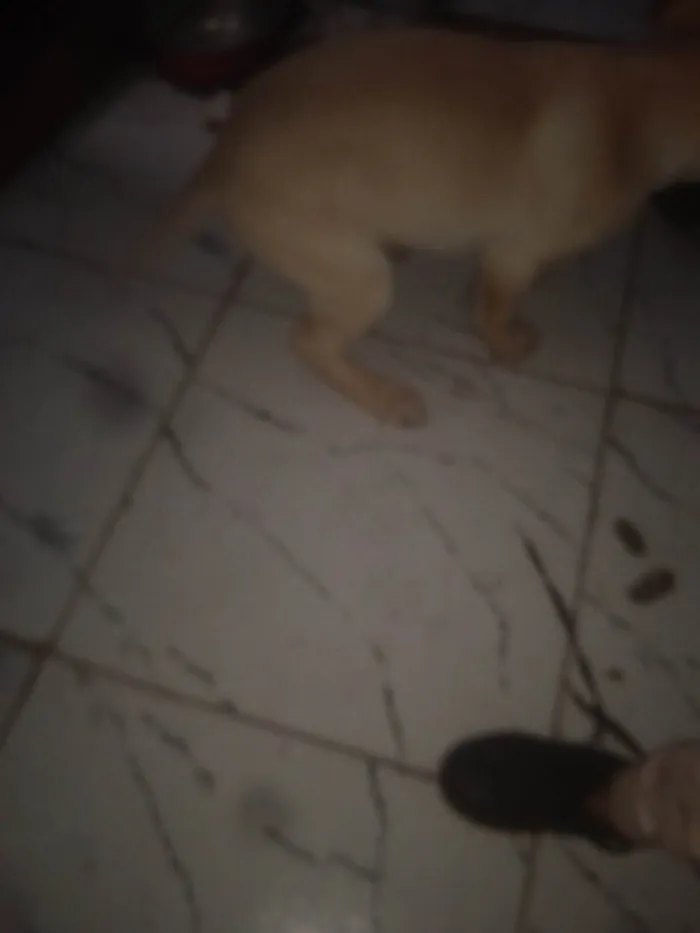 Cachorro ra a Labrador idade 2 a 6 meses nome Max