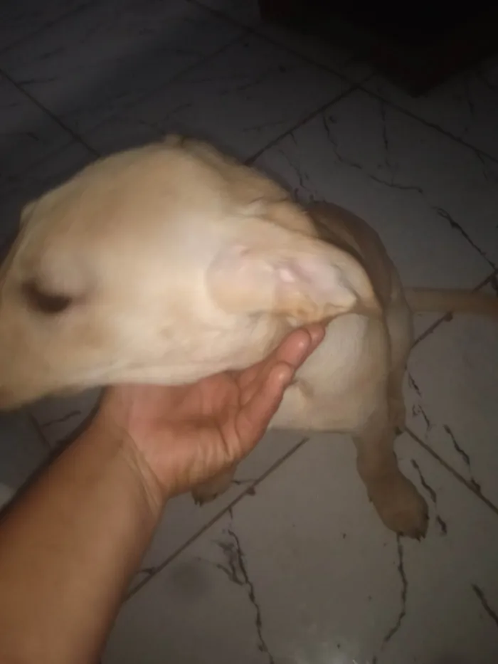 Cachorro ra a Labrador idade 2 a 6 meses nome Max
