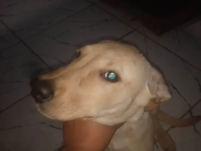 Cachorro ra a Labrador idade 2 a 6 meses nome Max