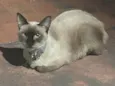 Mia