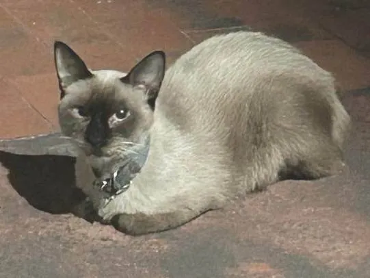 Gato ra a SRD-ViraLata idade 7 a 11 meses nome Mia