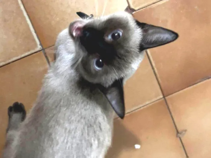 Gato ra a SRD-ViraLata idade 7 a 11 meses nome Mia