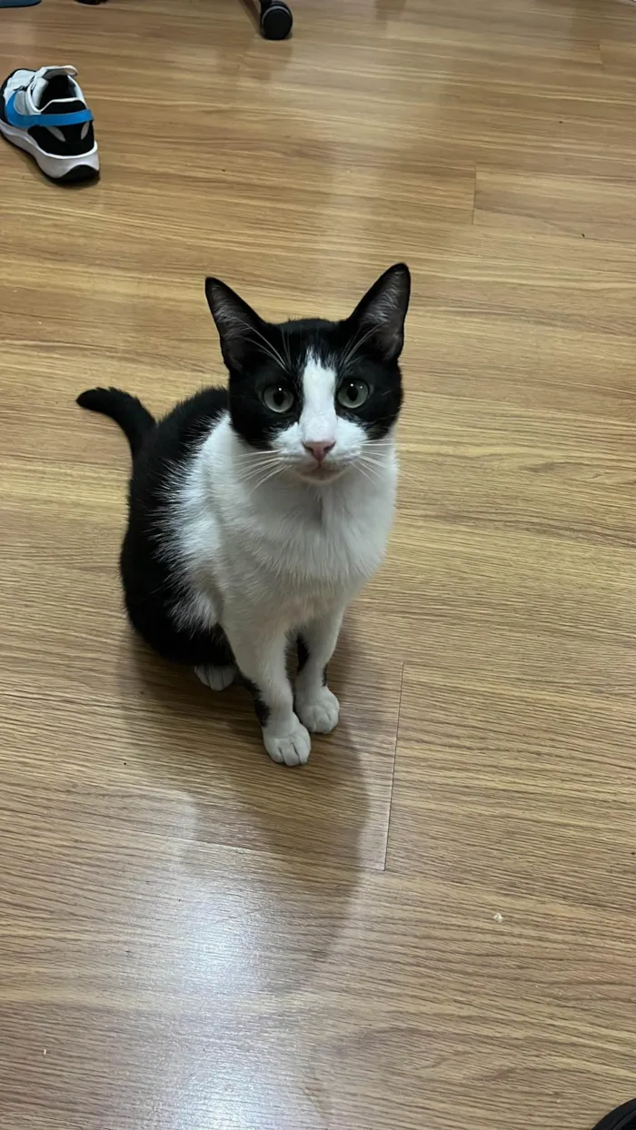 Gato ra a SRD-ViraLata idade 2 anos nome Zequinha e Pagodinho 