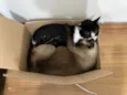 Zequinha e Pagodinho