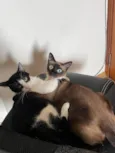 Zequinha e Pagodinho