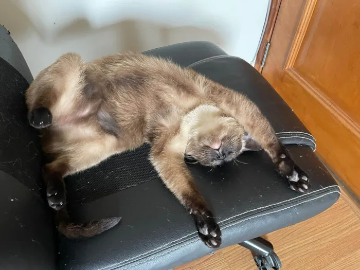 Gato ra a SRD-ViraLata idade 2 anos nome Zequinha e Pagodinho 