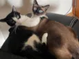 Zequinha e Pagodinho 