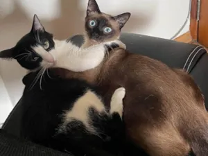 Gato raça SRD-ViraLata idade 2 anos nome Zequinha e Pagodinho 