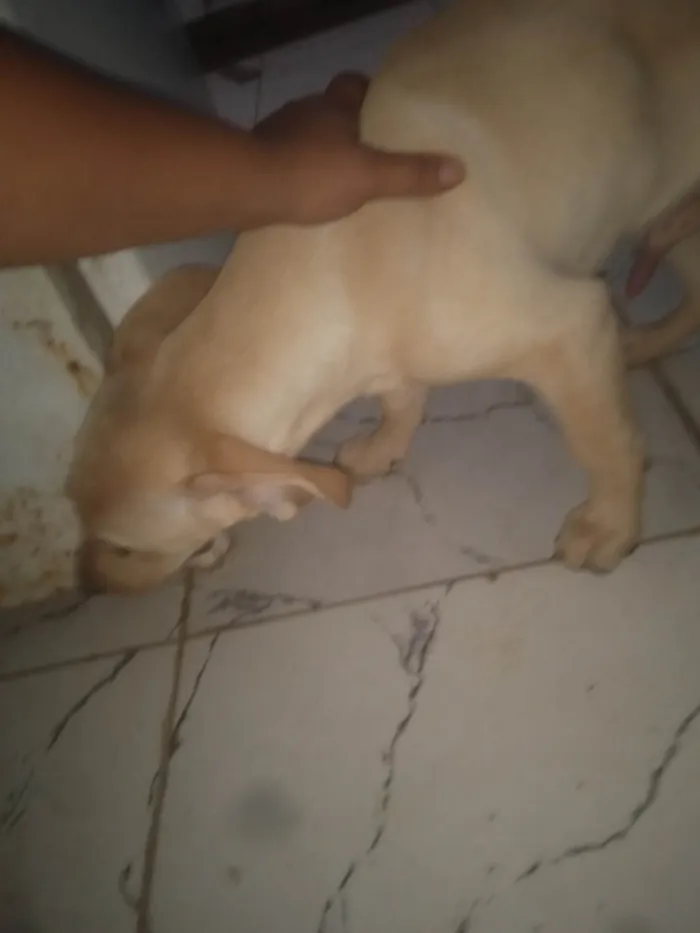 Cachorro ra a Labrador idade 2 a 6 meses nome Max