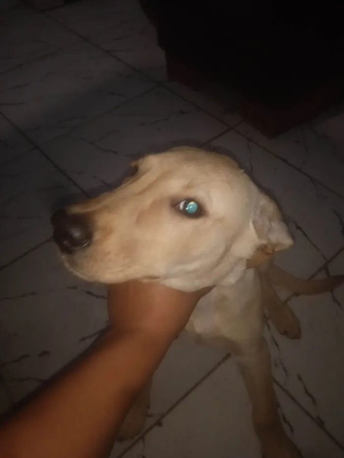 Cachorro ra a Labrador idade 2 a 6 meses nome Max