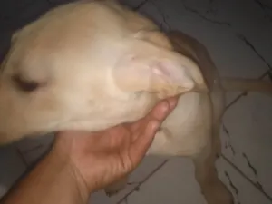 Cachorro raça Labrador idade 2 a 6 meses nome Max