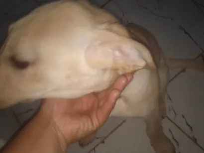 Cachorro raça Labrador idade 2 a 6 meses nome Max