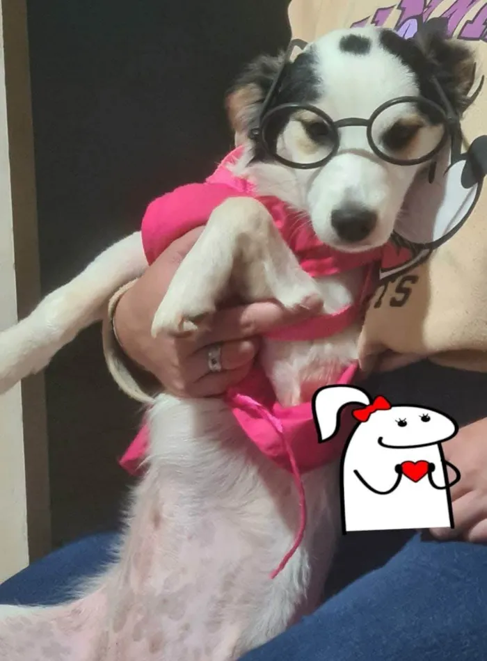 Cachorro ra a SRD-ViraLata idade 7 a 11 meses nome Belinha 