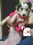 Belinha