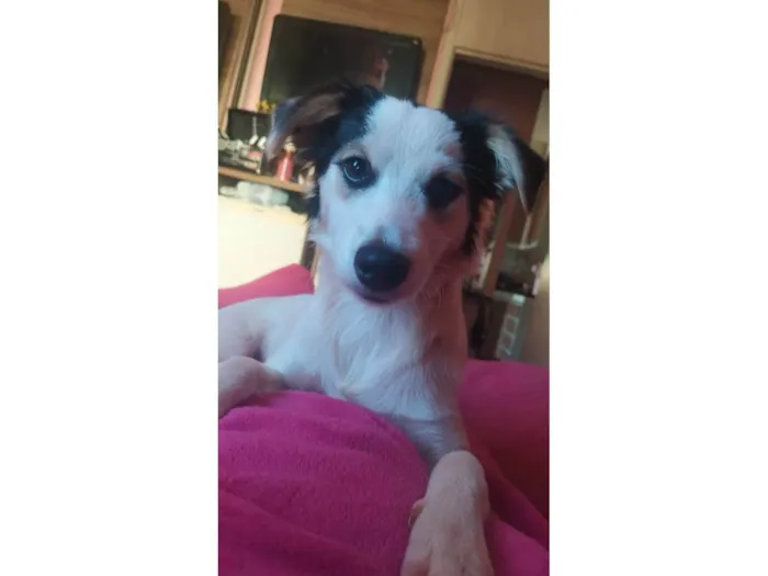 Cachorro ra a SRD-ViraLata idade 7 a 11 meses nome Belinha 