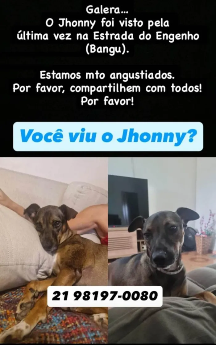Cachorro ra a SRD-ViraLata idade 3 anos nome Jhony