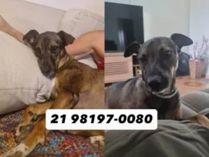 Cachorro raça SRD-ViraLata idade 3 anos nome Jhony