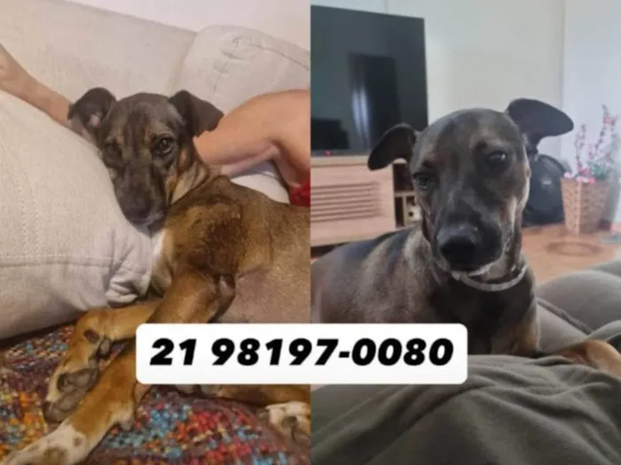 Cachorro ra a SRD-ViraLata idade 3 anos nome Jhony