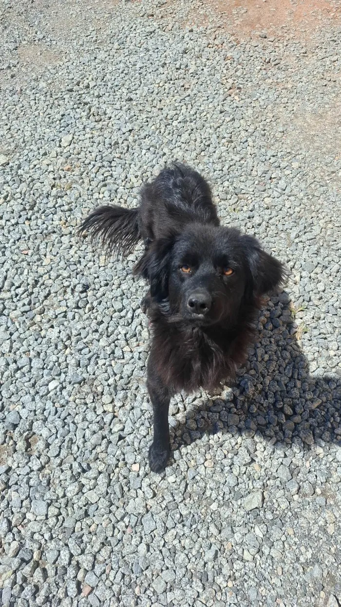 Cachorro ra a SRD-ViraLata idade 2 anos nome Preto