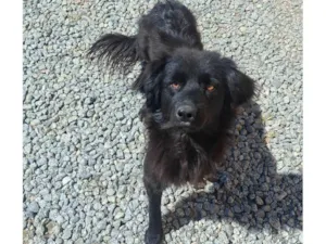 Cachorro raça SRD-ViraLata idade 2 anos nome Preto