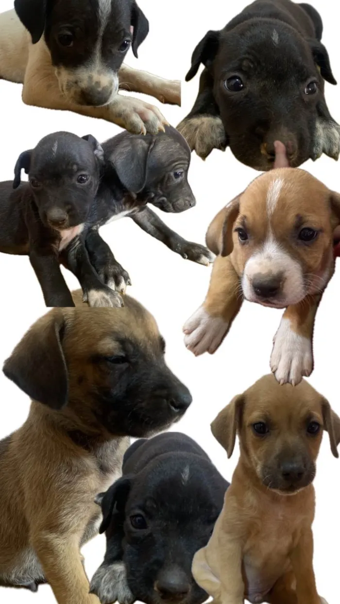 Cachorro ra a SRD-ViraLata/ Rottweiler idade Abaixo de 2 meses nome Filhotes da Pantera