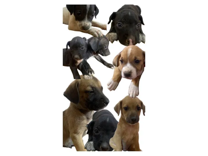 Cachorro ra a SRD-ViraLata/ Rottweiler idade Abaixo de 2 meses nome Filhotes da Pantera
