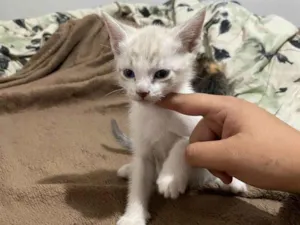 Gato raça SRD-ViraLata idade Abaixo de 2 meses nome Zezinho