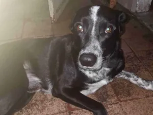 Cachorro raça SRD-ViraLata idade 1 ano nome Loki