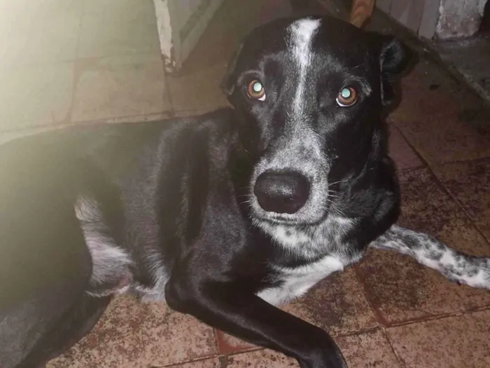 Cachorro ra a SRD-ViraLata idade 1 ano nome Loki